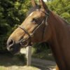 Heritage English Leather In-Hand Show Bridle