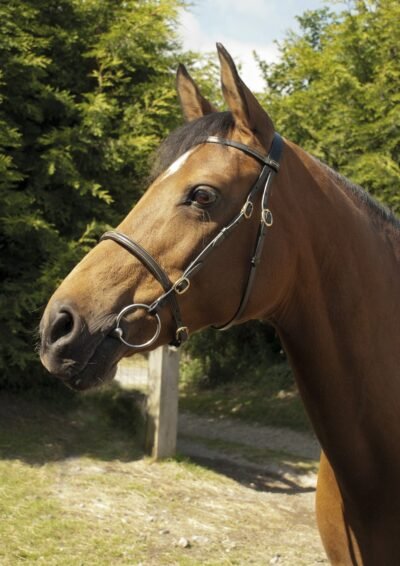 Heritage English Leather In-Hand Show Bridle