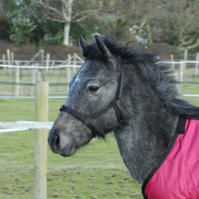 Rhinegold Metal Free Field safe Headcollar - Foal Size