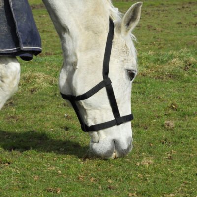 Rhinegold Fieldsafe Headcollar