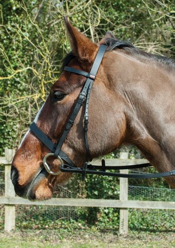 Windsor Leather Hunter Bridle