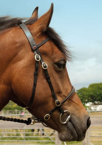 Leather In Hand Show Bridle