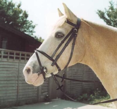 Rhinegold Leather Bridle With Flash Noseband